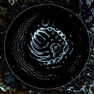 Stonus - Stonus  LP LP